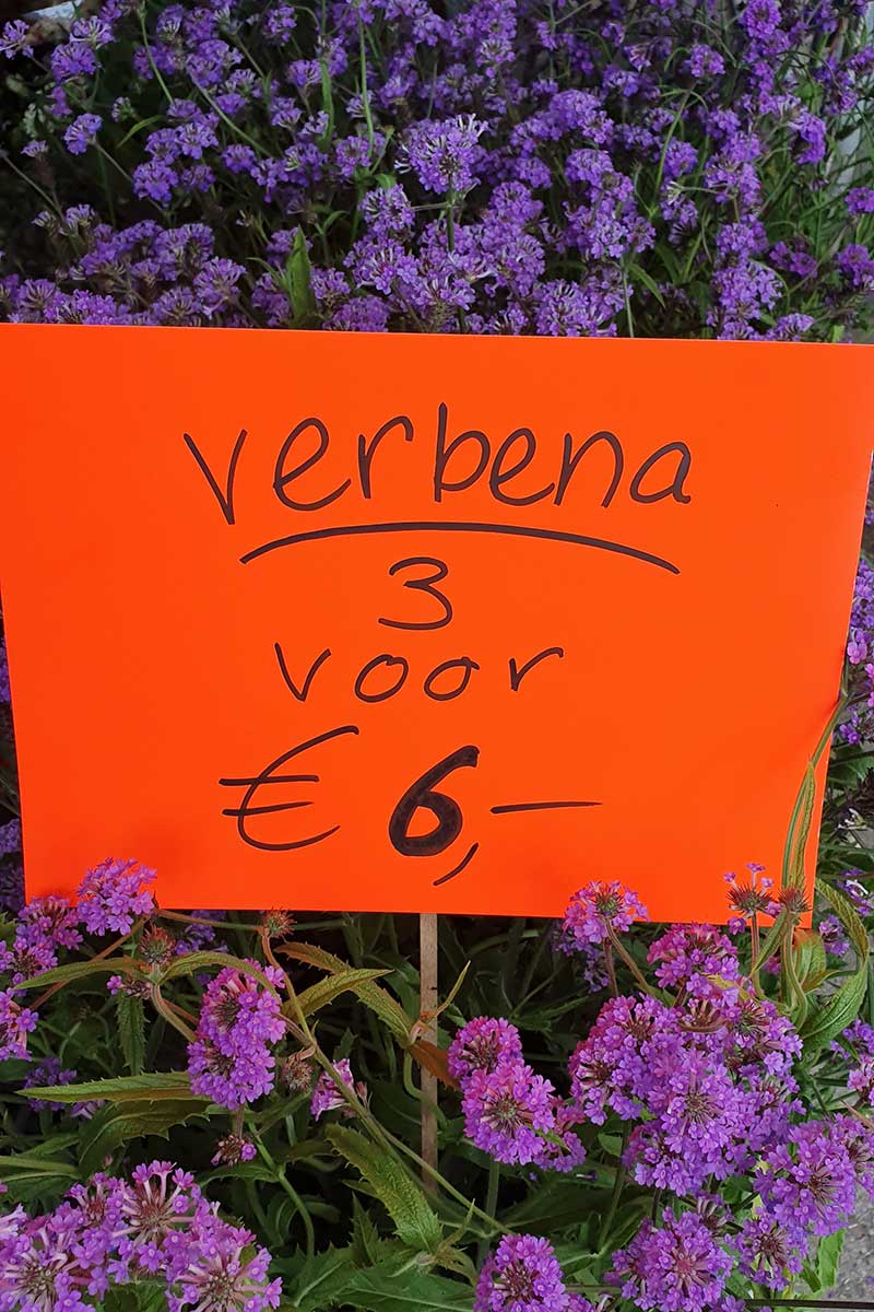 Bloemen & Planten Leiden - Kanbier’s Dochter